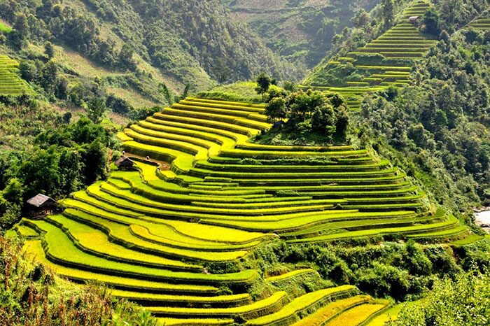 Sapa et ses rizières