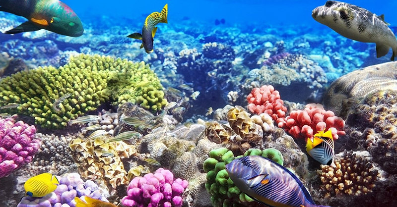 Image représentant les fonds marins de la mer rouge, des coraux,  des poissons exotiques.